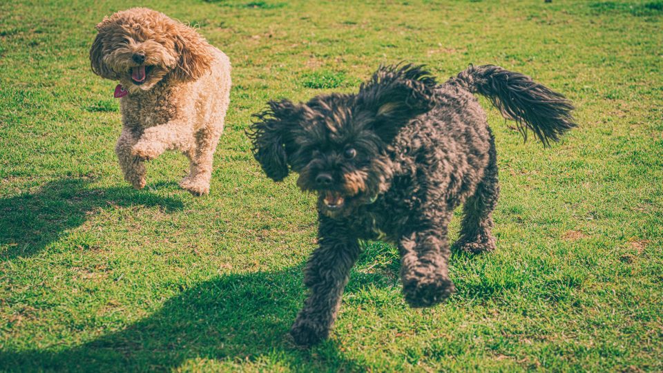 a couple of dogs running across a lush green field